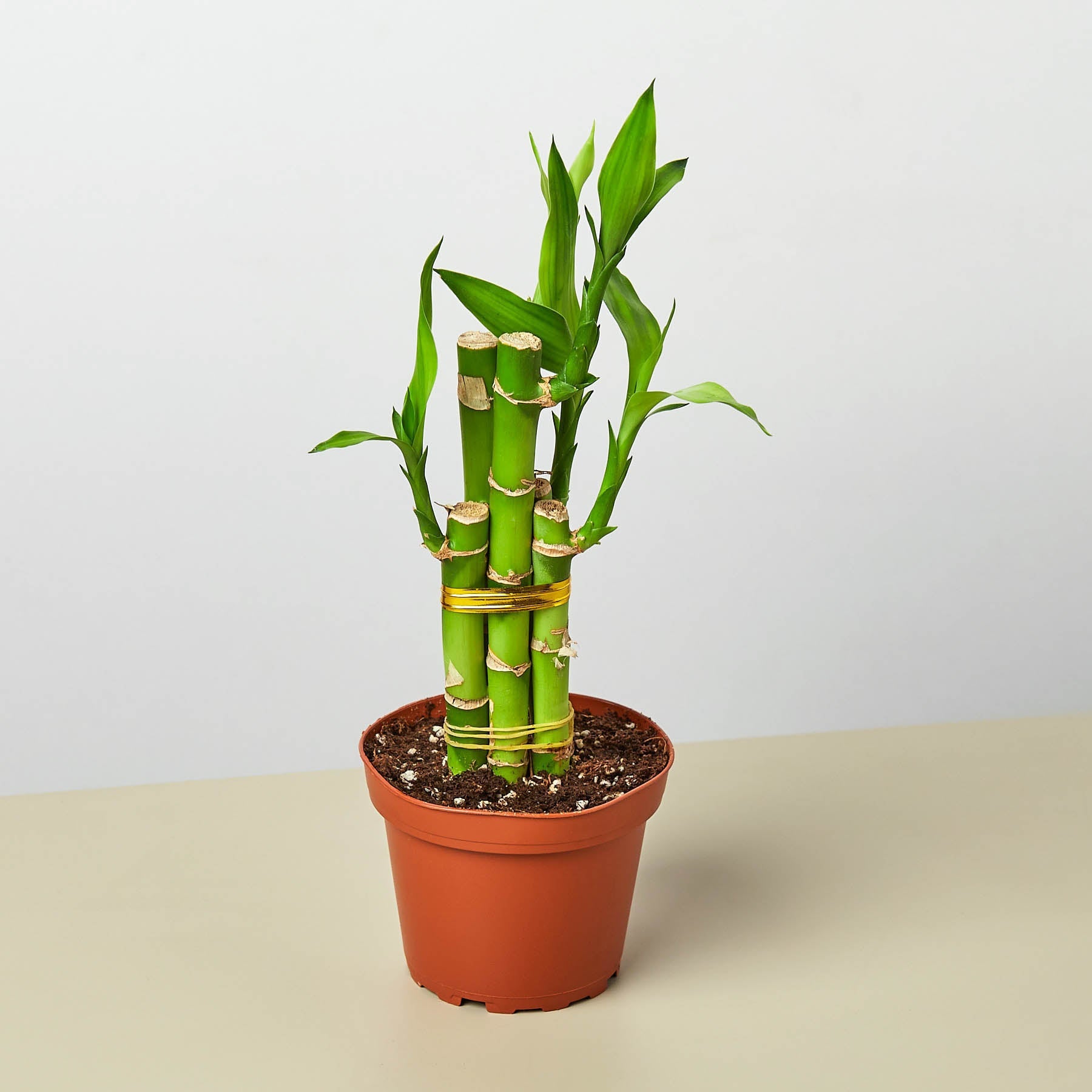 lucky lucky bamboo Dracaena 'Lucky Bamboo'