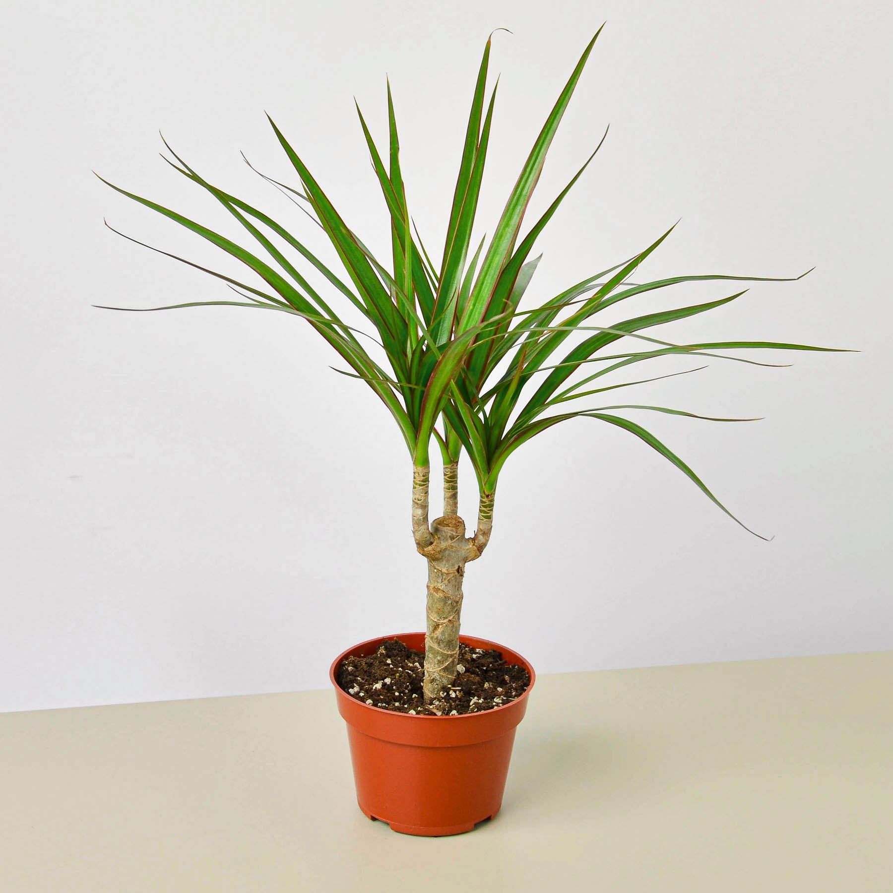 elite dracaena cane Dracaena 'Marginata Cane' 4" Pot / Nursery Pot