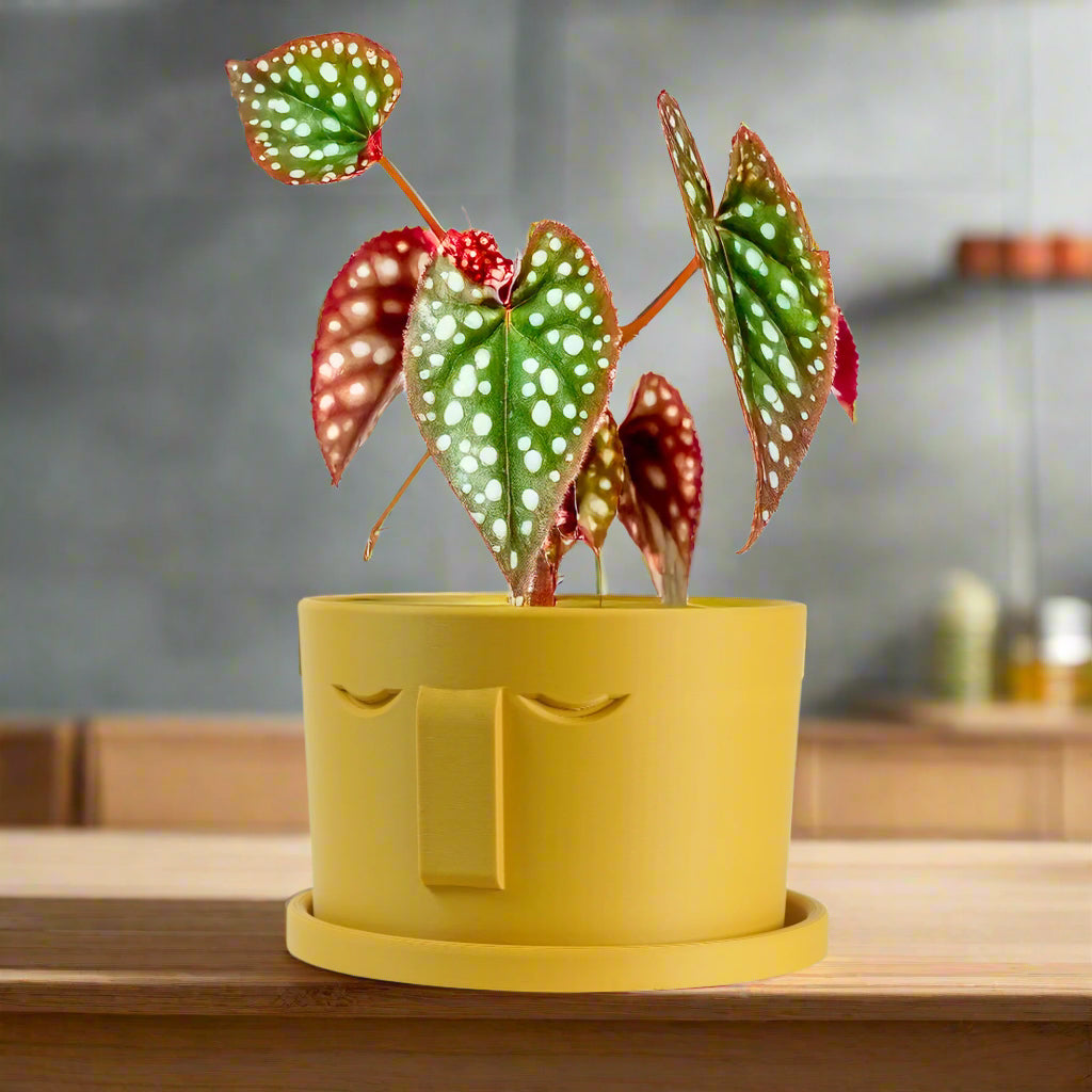 air plant tray 3D Printed Plant Pot and Air Plant Holder – Stylish, Durable, Eco-Friendly, Modern Design, Indoor & Outdoor Use, Multiple Sizes & Colors, Lightweight, Easy to Clean, Perfect for Houseplants, Unique Planter, Decorative