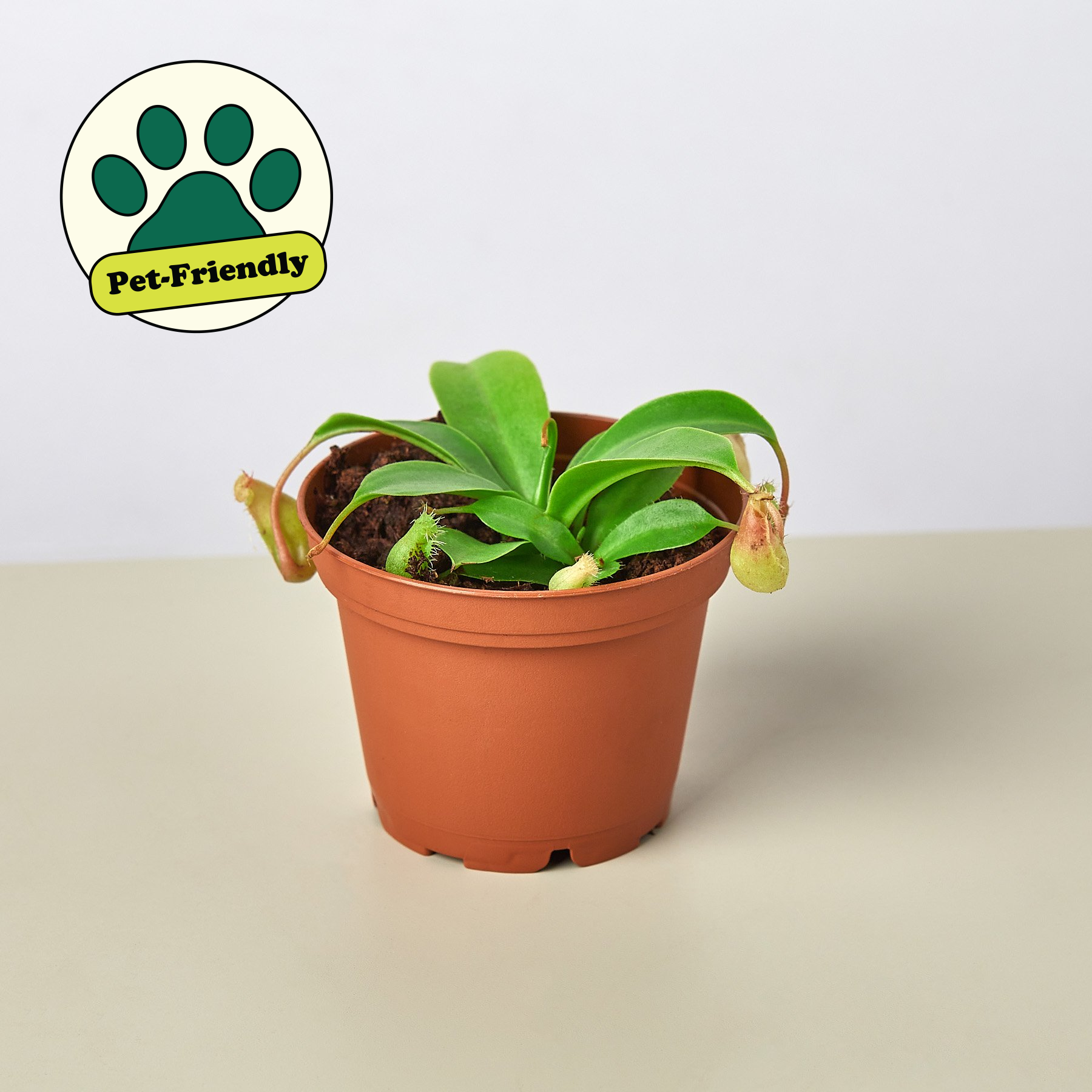 monkey pot plant Carnivorous 'Monkey Cup' Plant