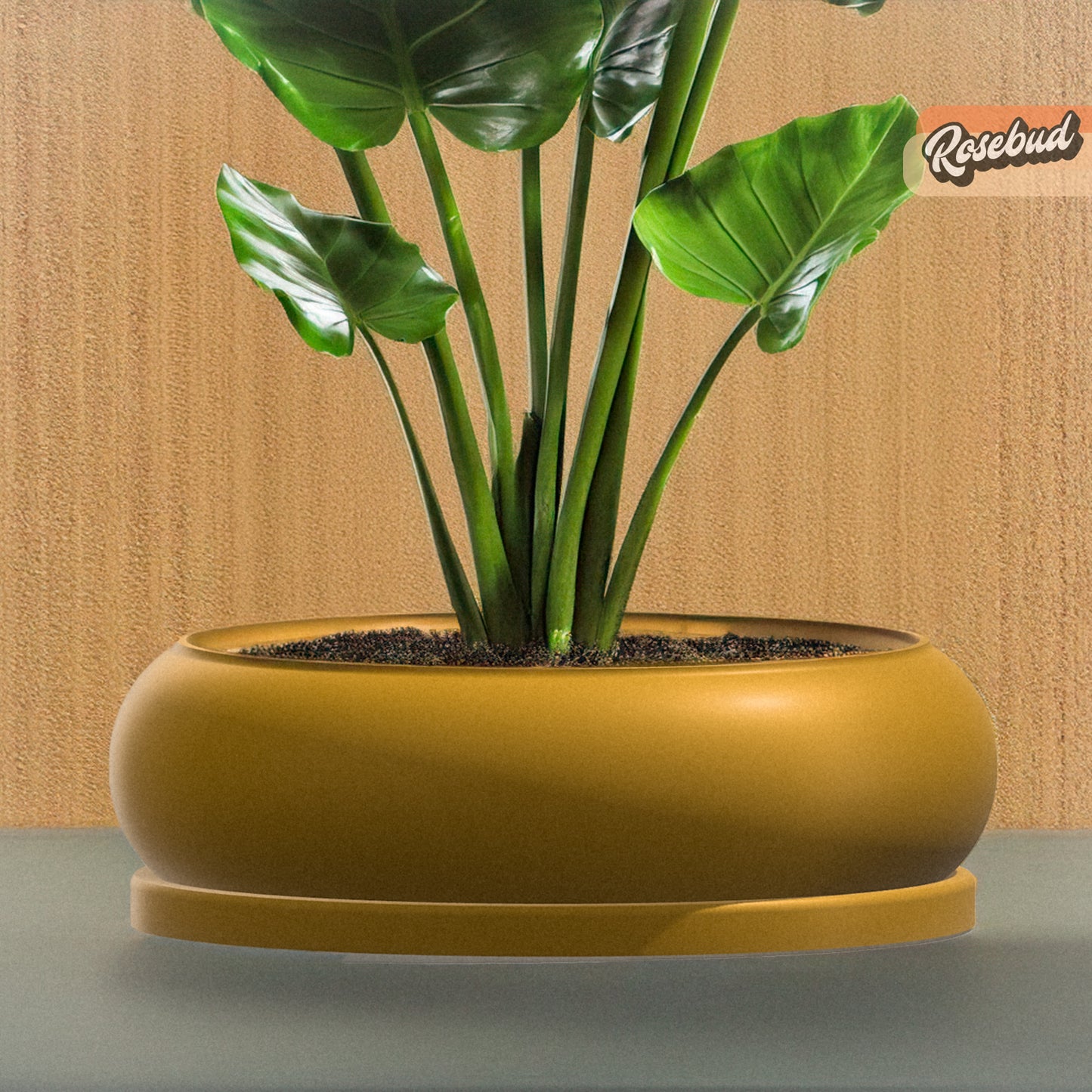 Solo Bubble, Donut Planter with Drainage and Drip Tray, Succulent Arrangement, Shallow Bowl