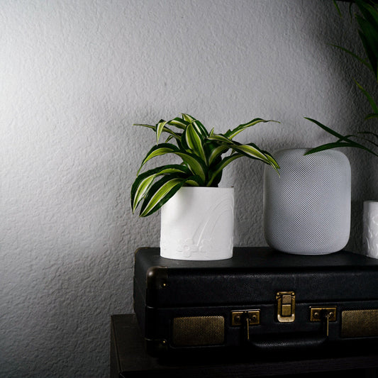 Daisy Rainbow Planter - Rosebud HomeGoods Black 4 Inch Without Drip Tray MODERN HOME GOOD