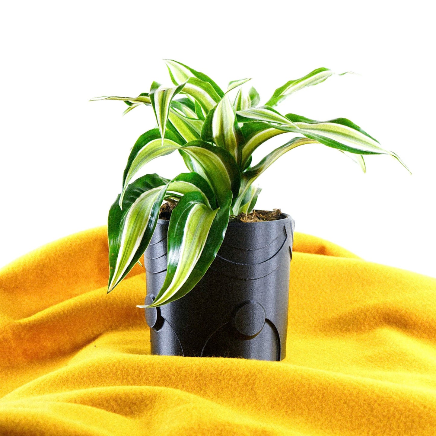 Deep Space Planter - Rosebud HomeGoods Black 4 Inch Without Drip Tray MODERN HOME GOOD