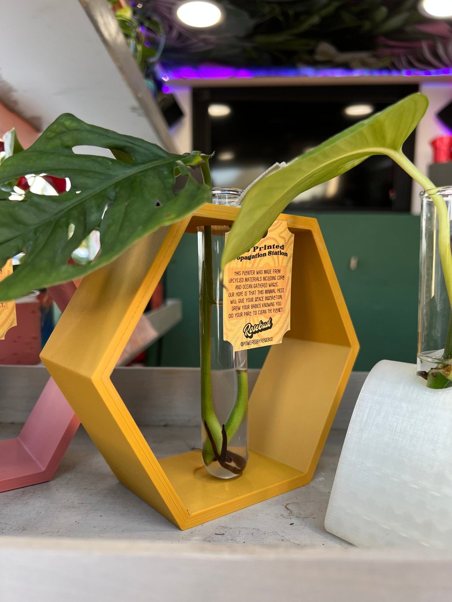 Hexagon Propagation Station - Rosebud HomeGoods Green Stand & Tube MODERN HOME GOOD