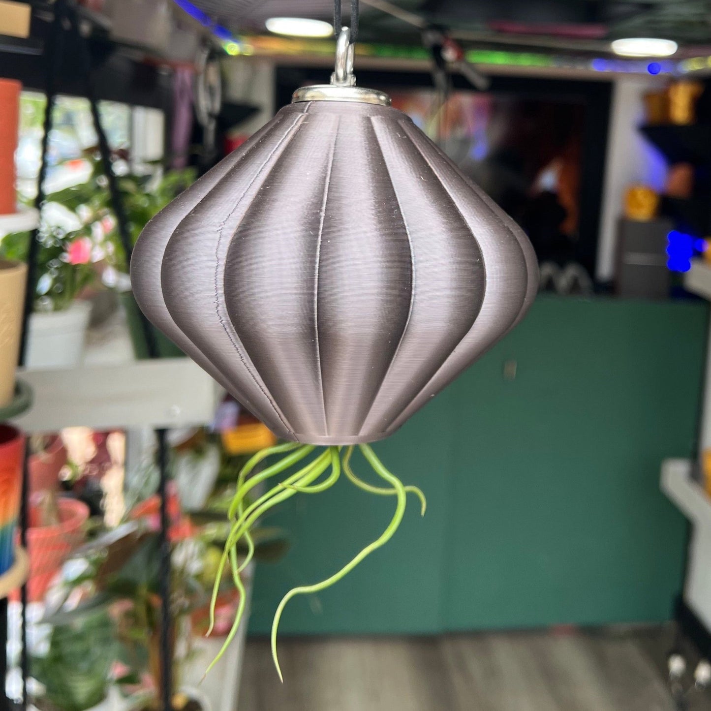 MAGNETIC Air Planter, JellyFish, Air Plant Included - Rosebud HomeGoods Small Rainbow MODERN HOME GOOD