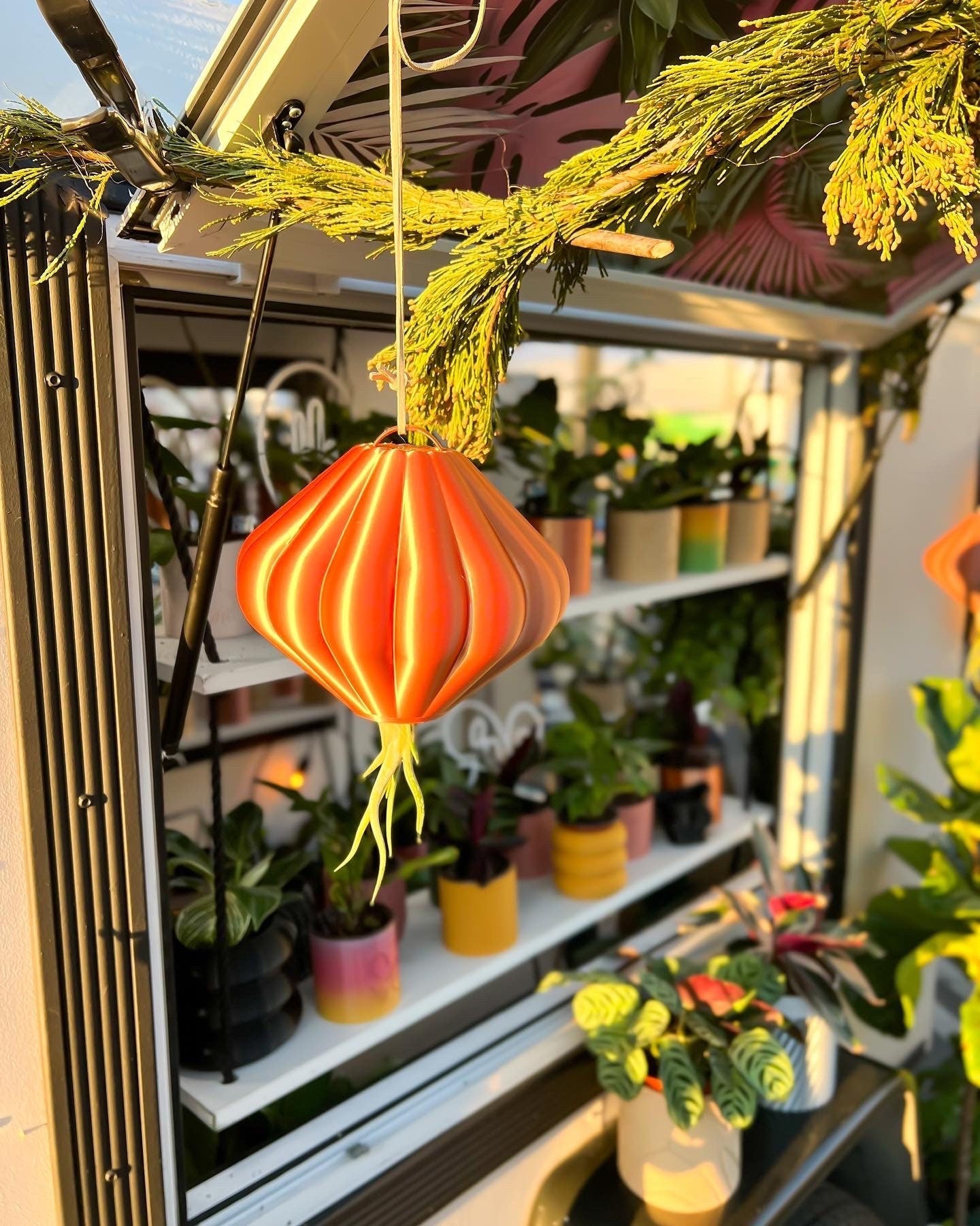 MAGNETIC Air Planter, JellyFish, Air Plant Included - Rosebud HomeGoods Small Rainbow MODERN HOME GOOD