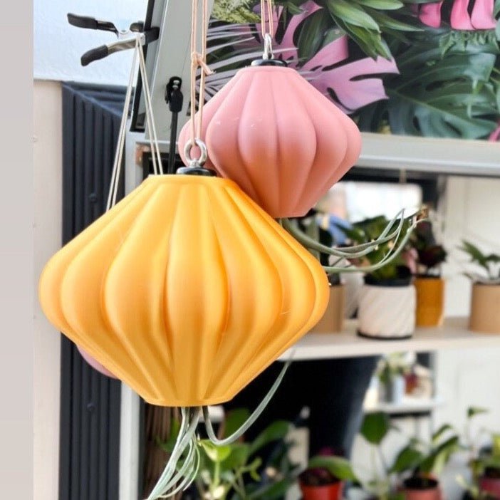 MAGNETIC Air Planter, JellyFish, Air Plant Included - Rosebud HomeGoods Small Rainbow MODERN HOME GOOD