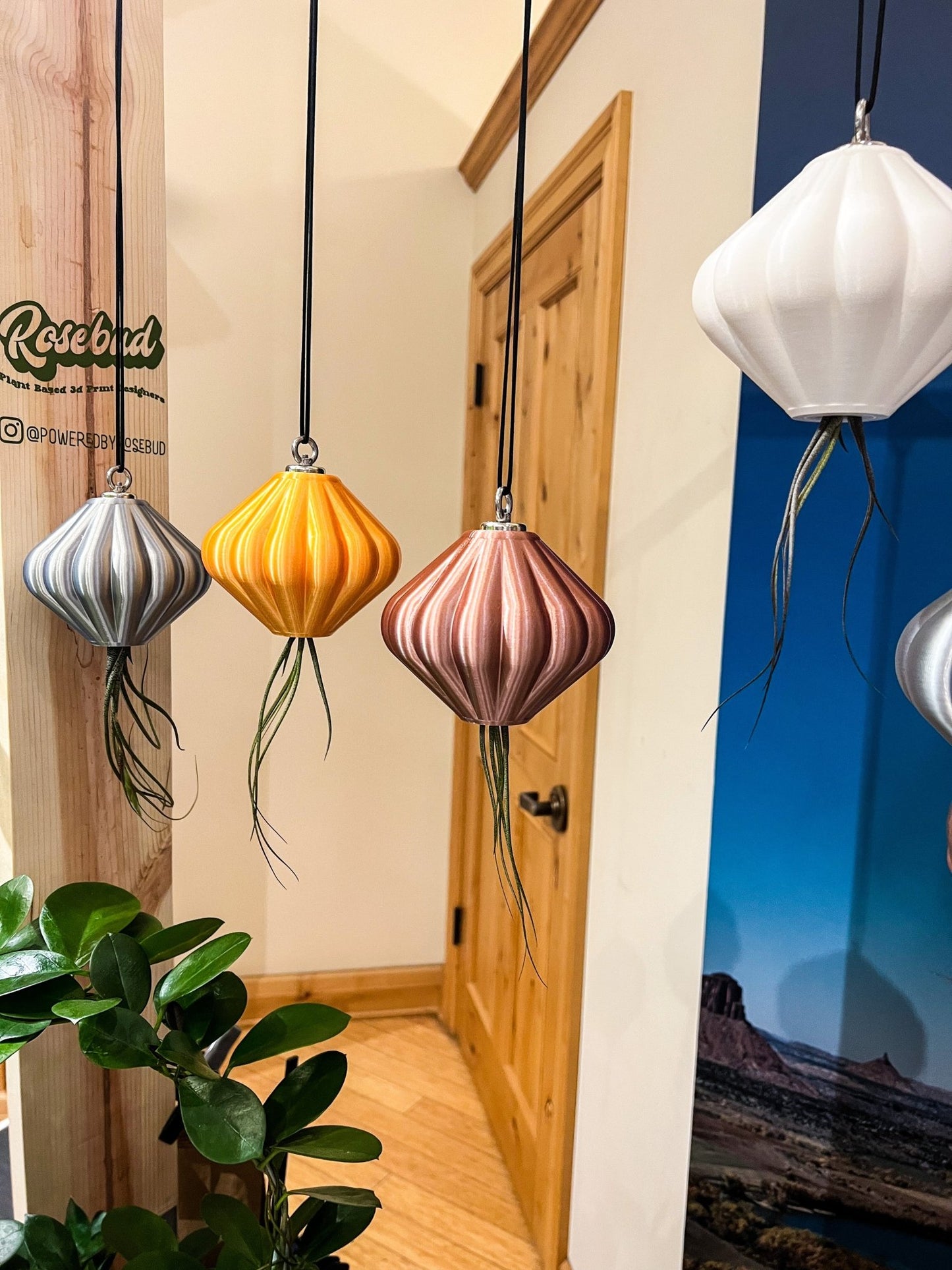 MAGNETIC Air Planter, JellyFish, Air Plant Included - Rosebud HomeGoods Small Black MODERN HOME GOOD