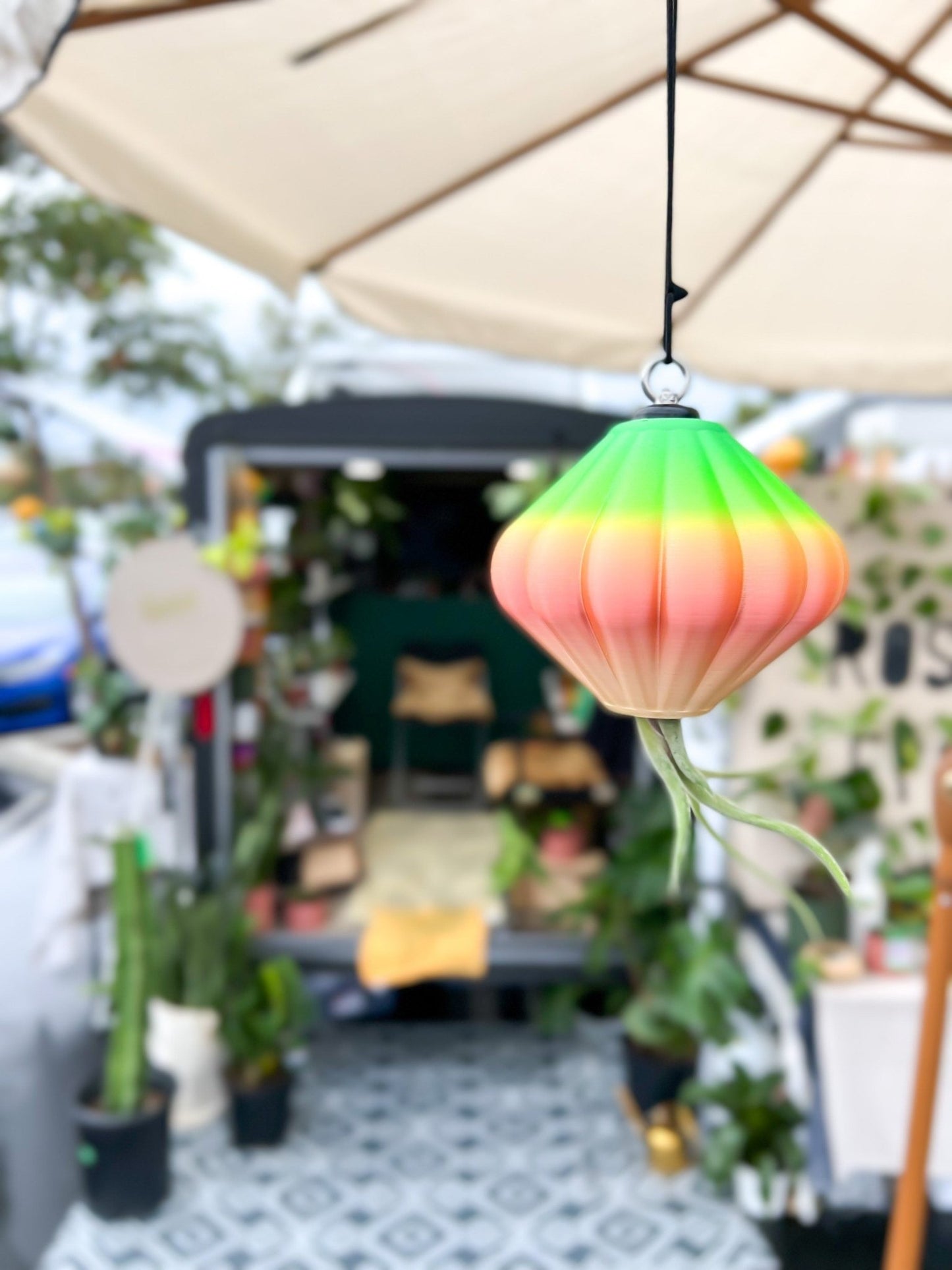 MAGNETIC Air Planter, JellyFish, Air Plant Included - Rosebud HomeGoods Small Rainbow MODERN HOME GOOD