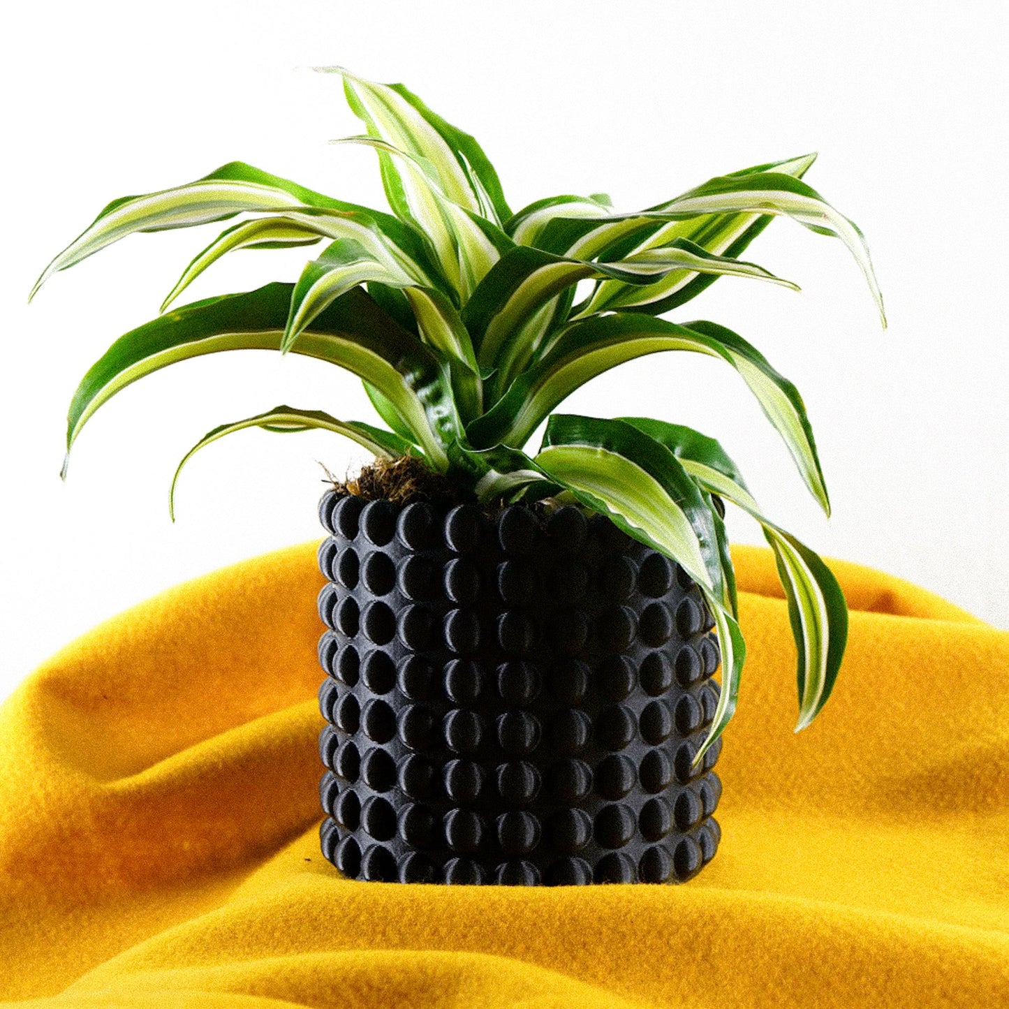 Ring of Pearls Planter - Rosebud HomeGoods 4 Inch Black With Saucer MODERN HOME GOOD