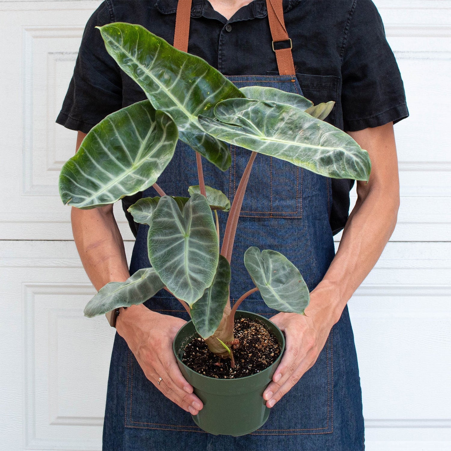 Live Plants