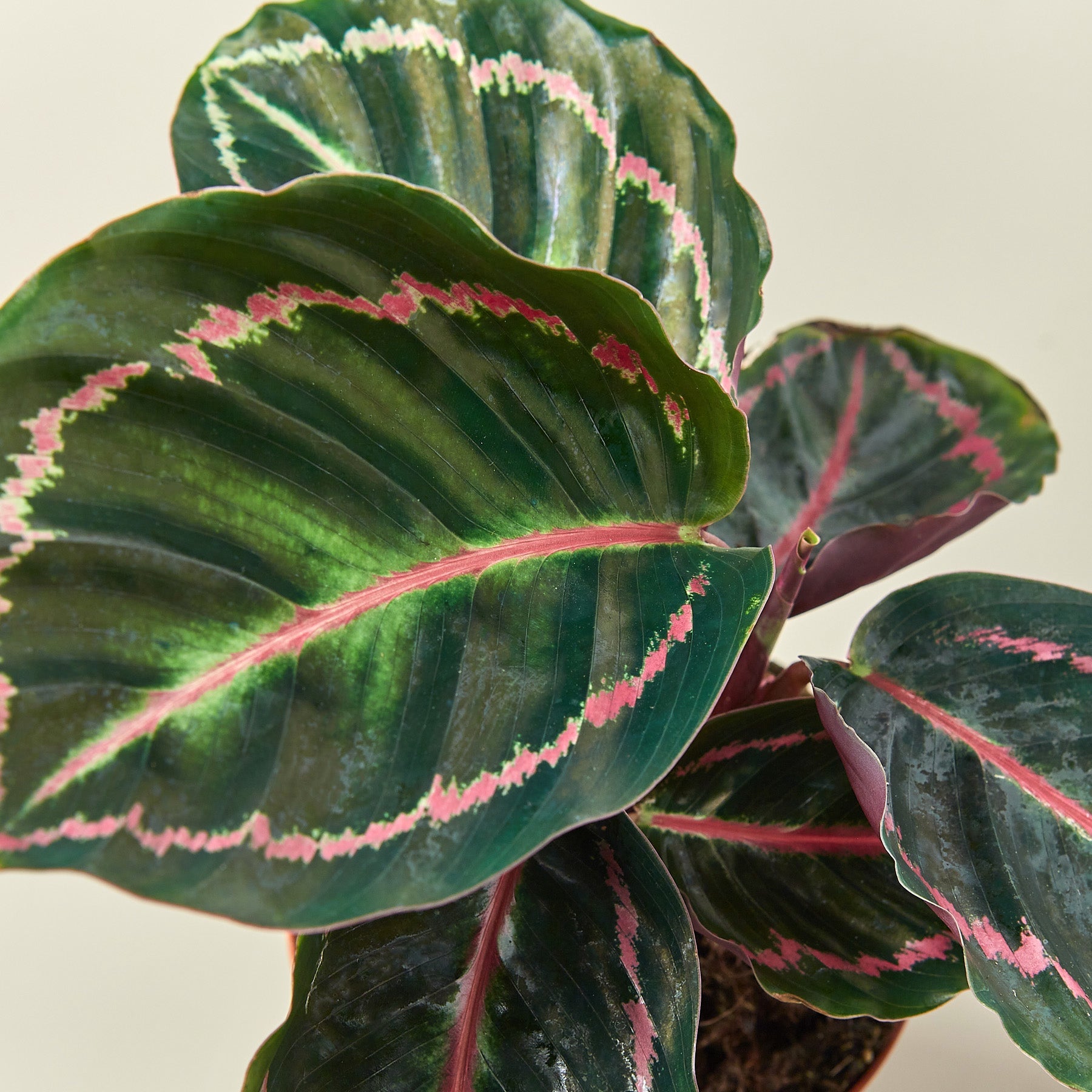 Calathea 'Dottie' – Rosebud HomeGoods