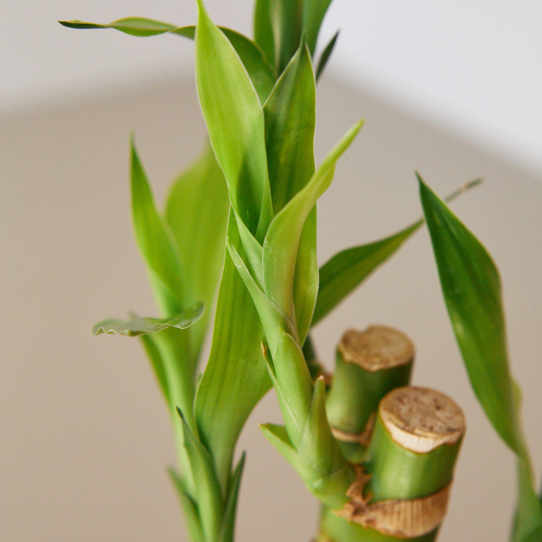 21 stalks lucky bamboo for sale Dracaena 'Lucky Bamboo' – Rosebud HomeGoods