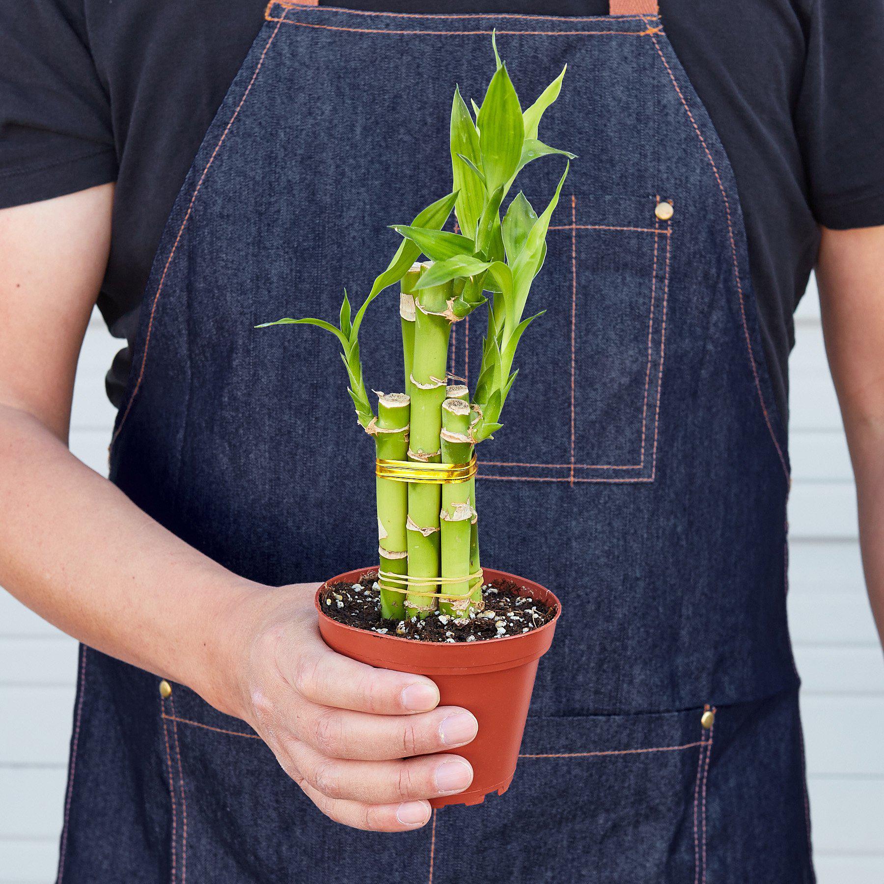 dracaena lucky bamboo plant Dracaena 'Lucky Bamboo' – Rosebud HomeGoods