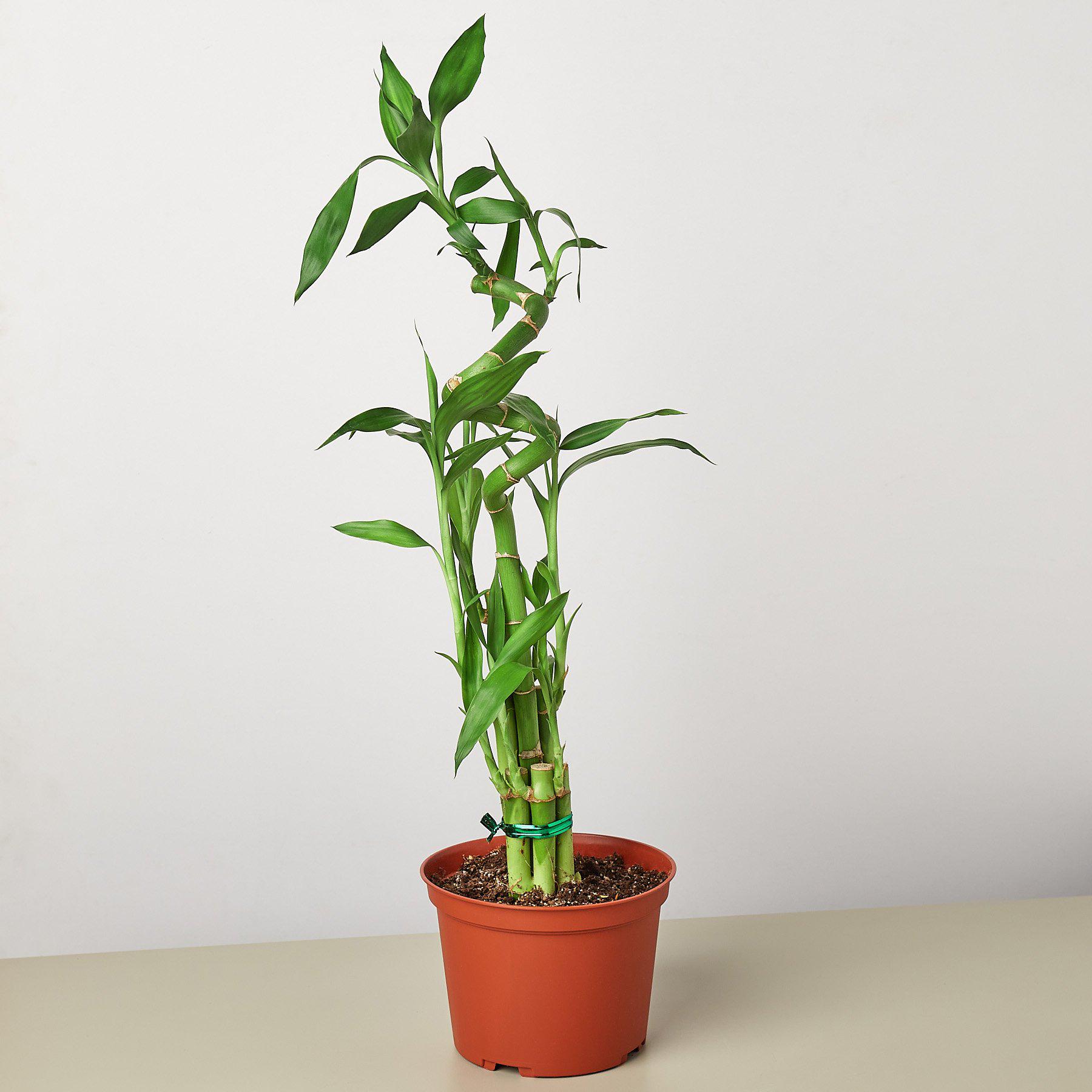 Dracaena 'Lucky Bamboo' – Rosebud HomeGoods