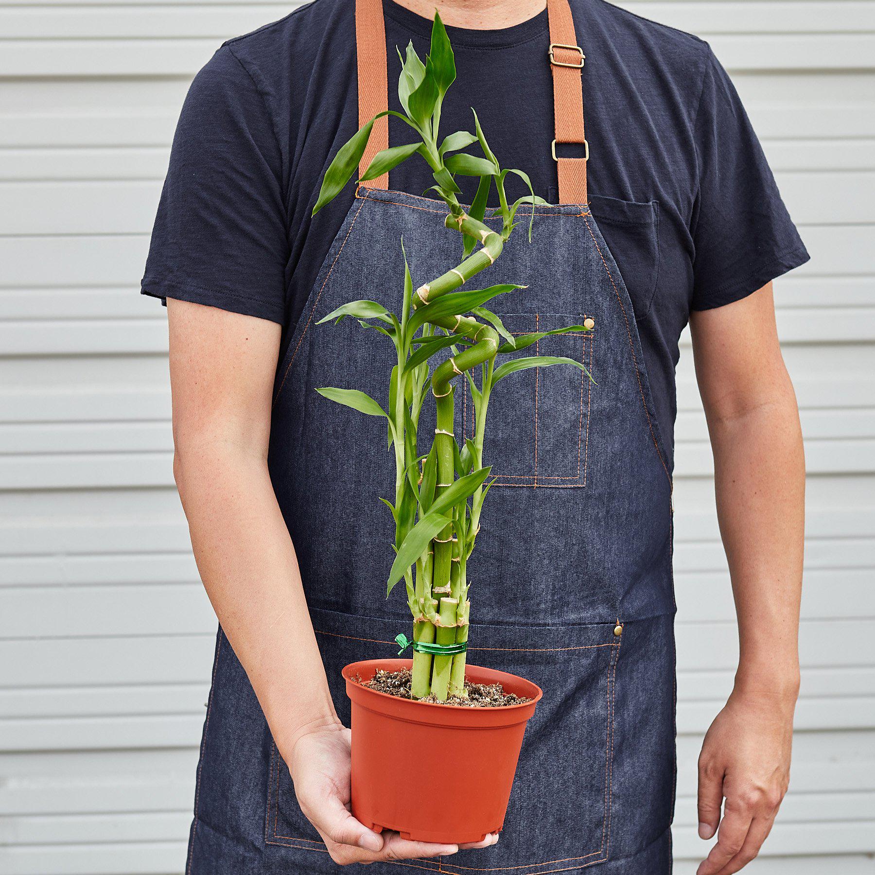 where to buy lucky bamboo plant Dracaena 'Lucky Bamboo' – Rosebud HomeGoods