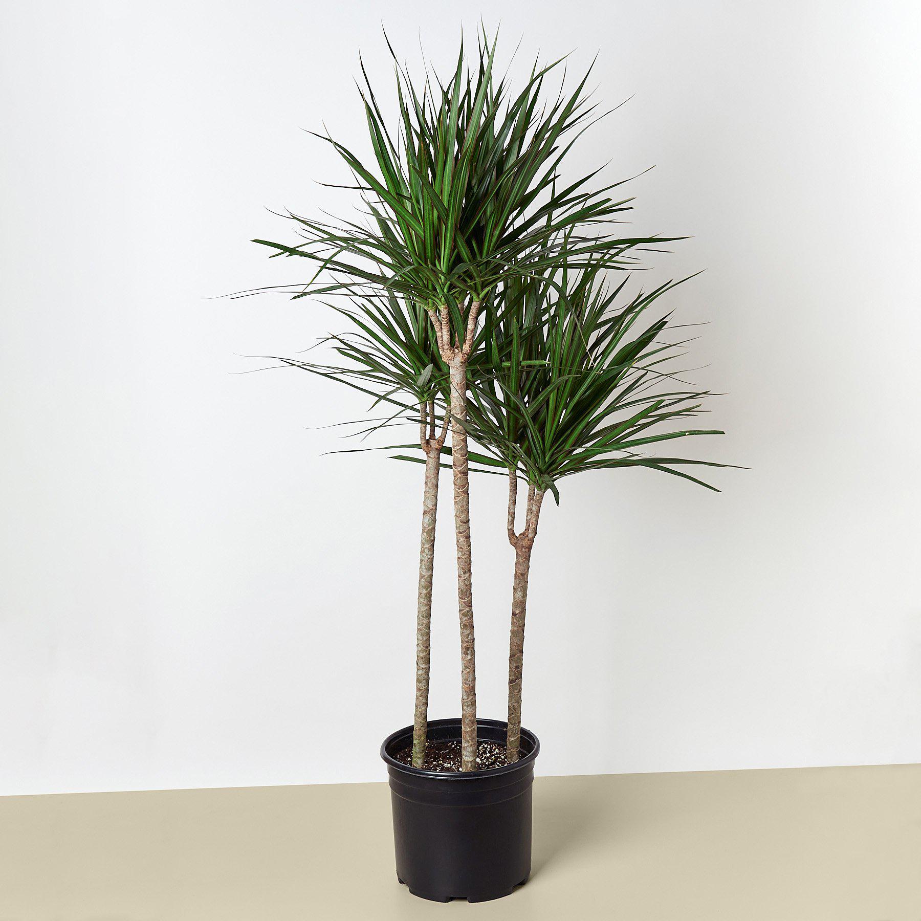 dracaena michiko cane Dracaena 'Marginata Cane' – Rosebud HomeGoods