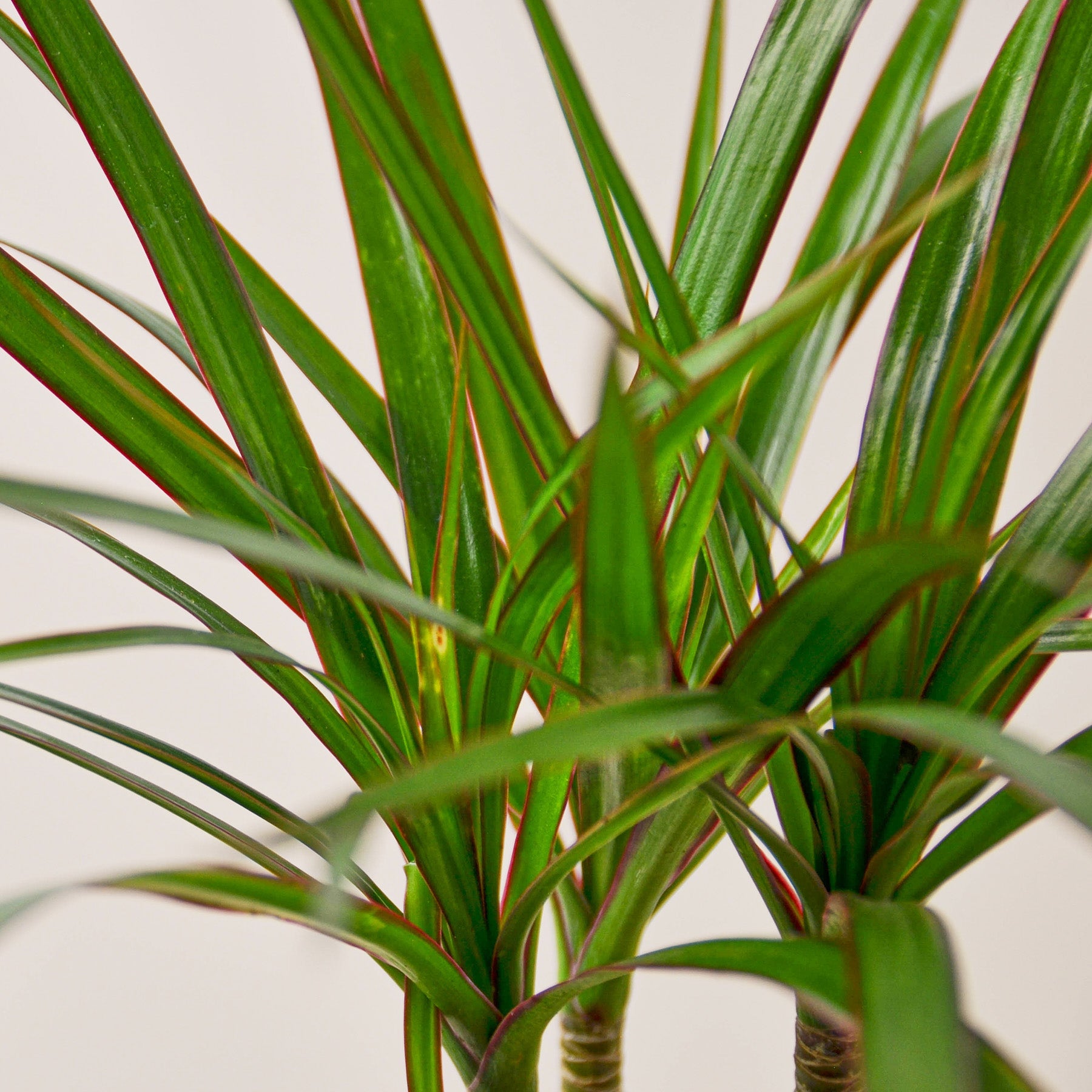Dracaena 'Marginata Cane'  Rosebud HomeGoods
