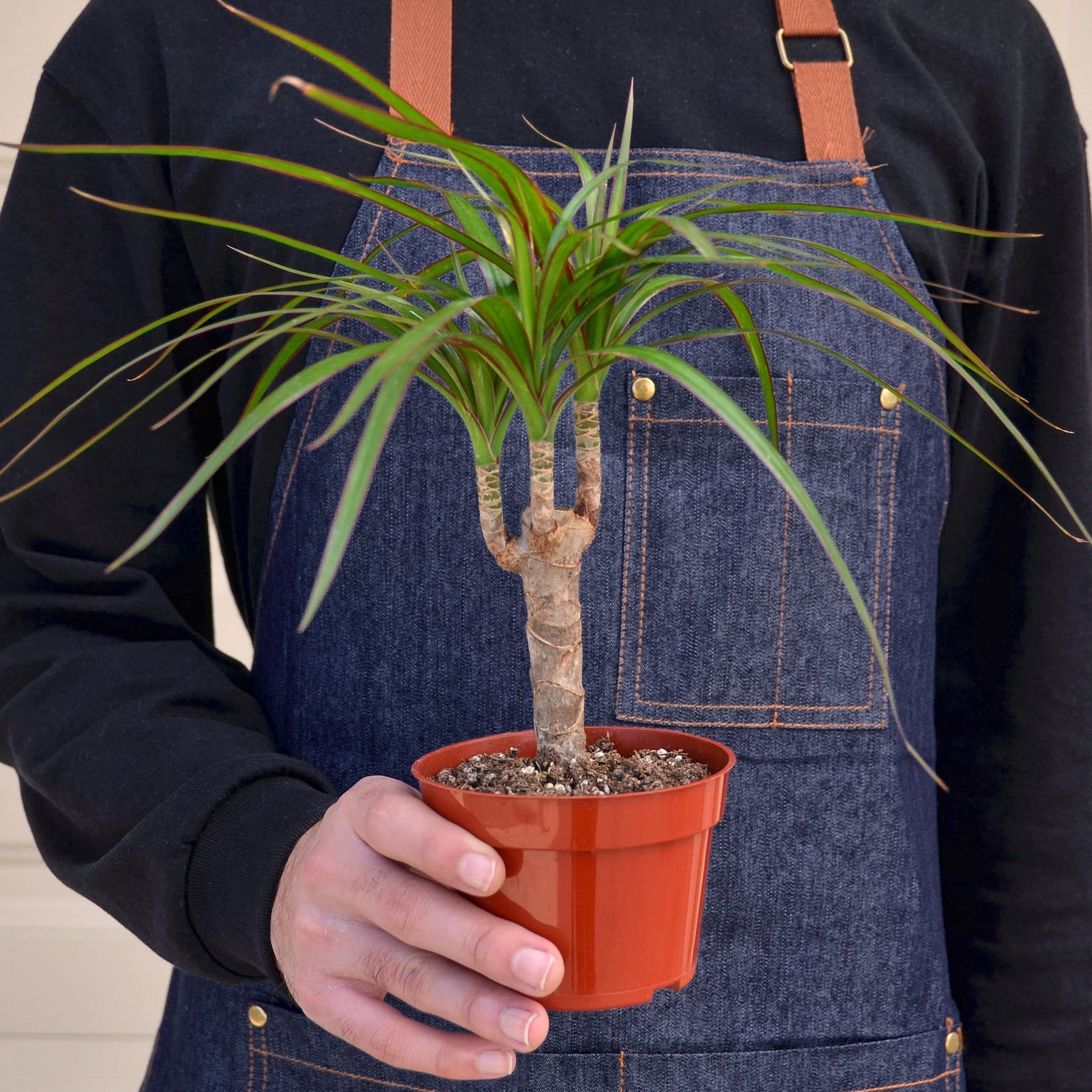 dracaena marginata cane Dracaena 'Marginata Cane' – Rosebud HomeGoods