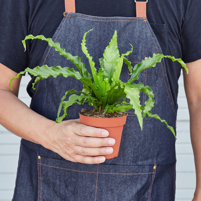 Bird's Nest 'Victoria' Fern