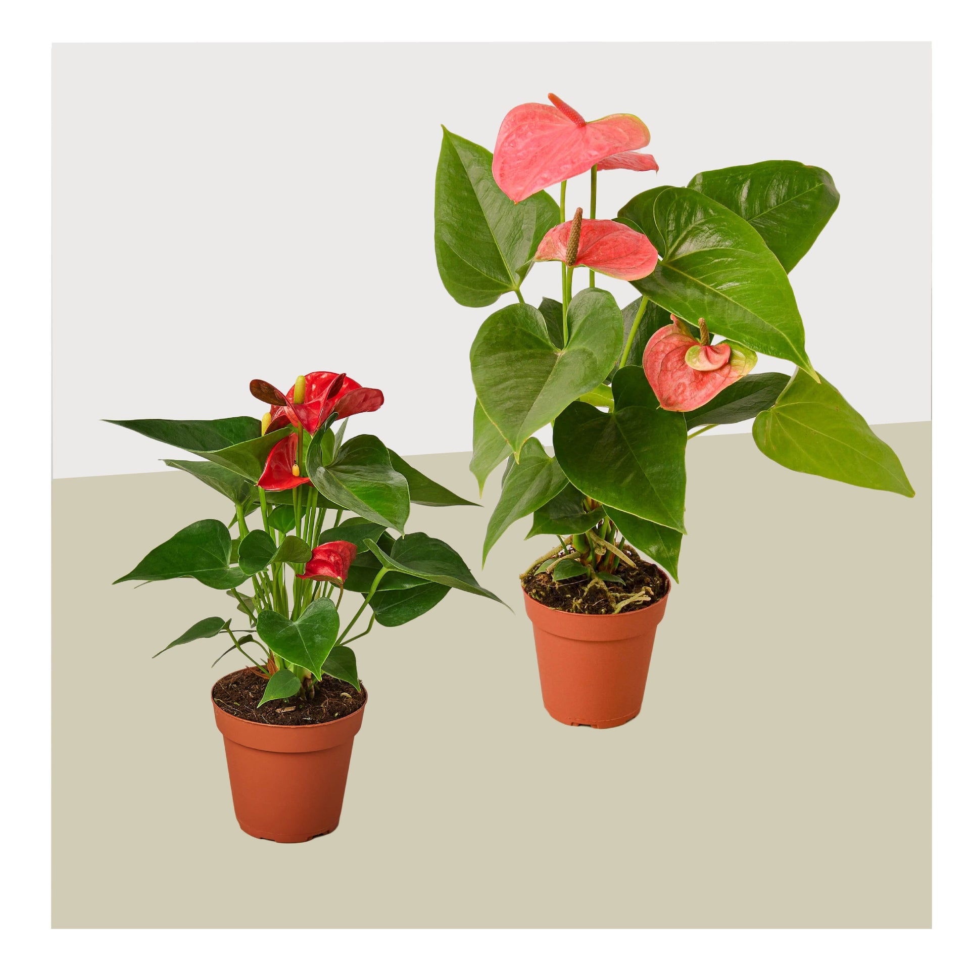 new anthurium varieties 2 Anthurium Variety Pack- All Different Colors - 4" Pots