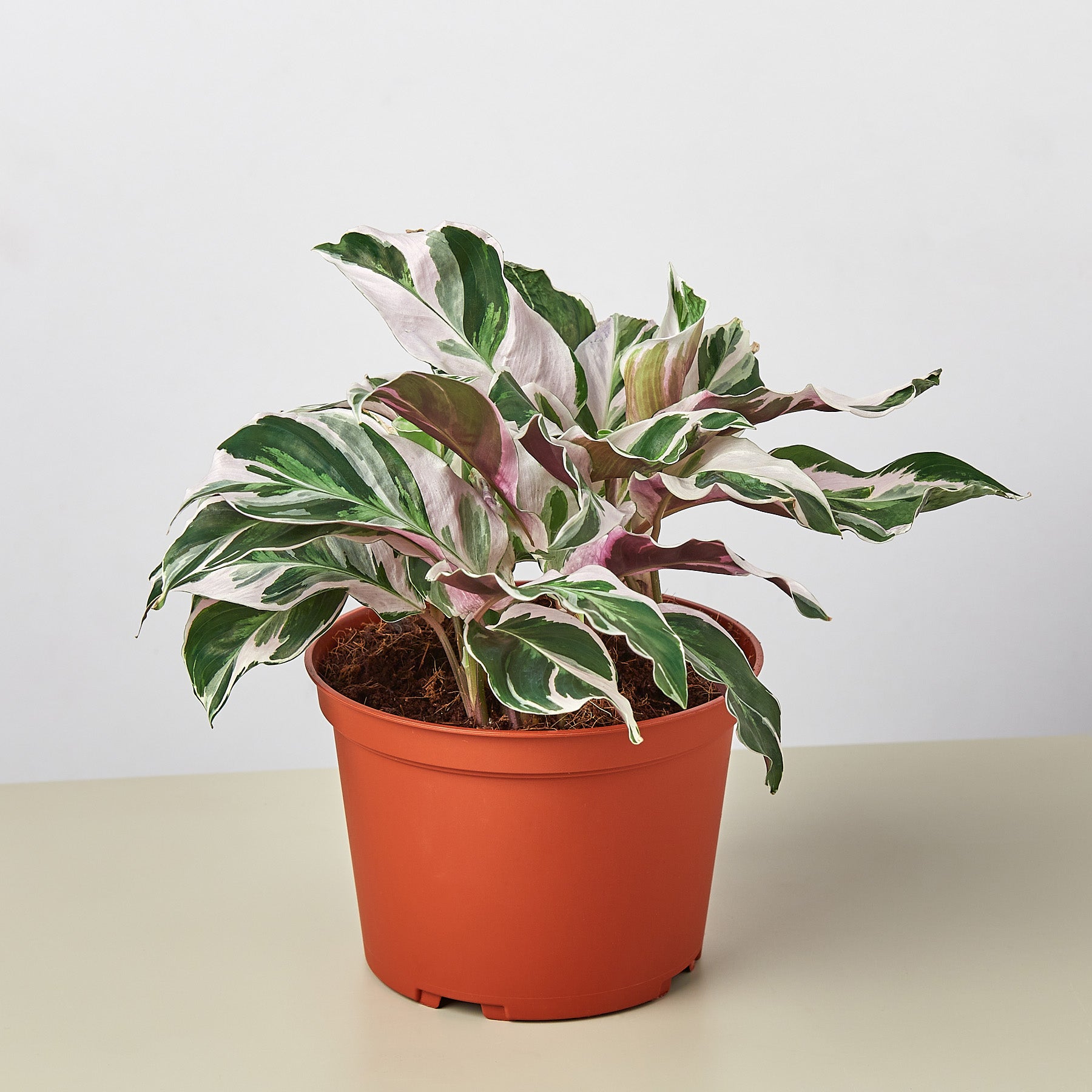 Calathea 'White Fusion' 6
