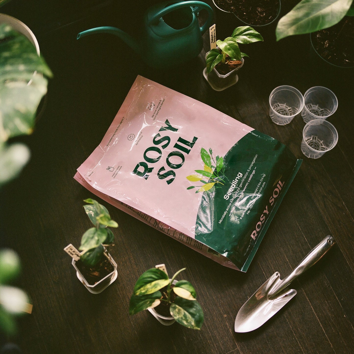 Seedling