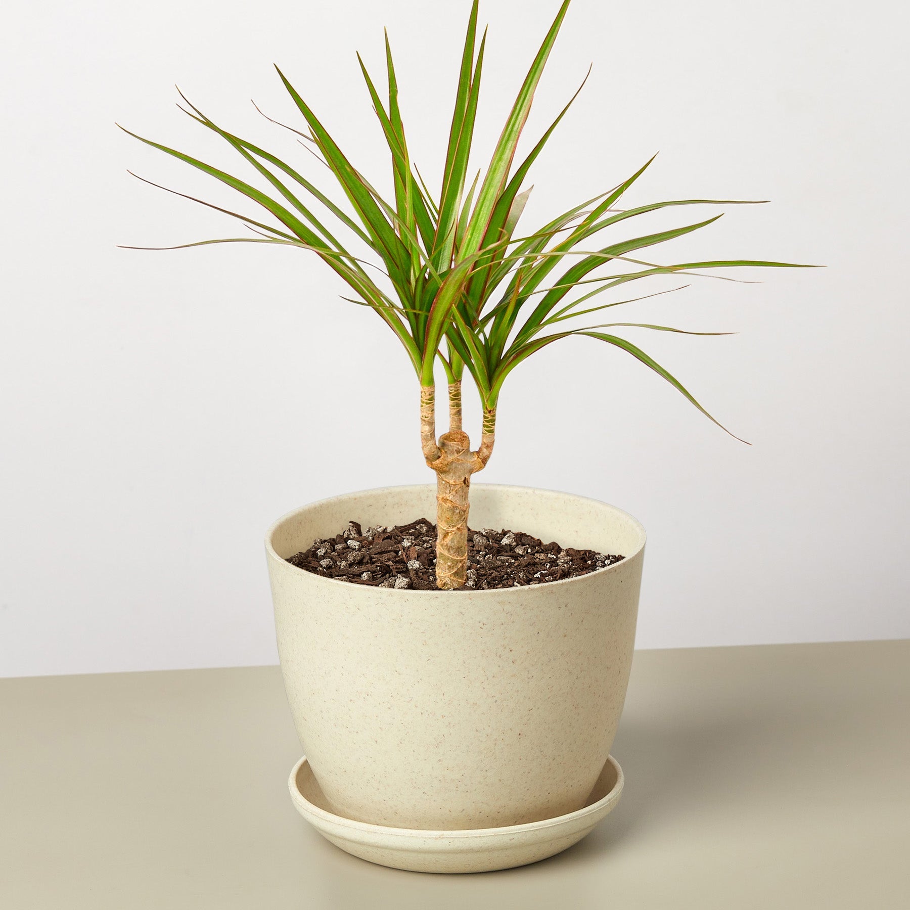 dracaena white bird cane Dracaena 'Marginata Cane' 4" Pot / Nursery Pot