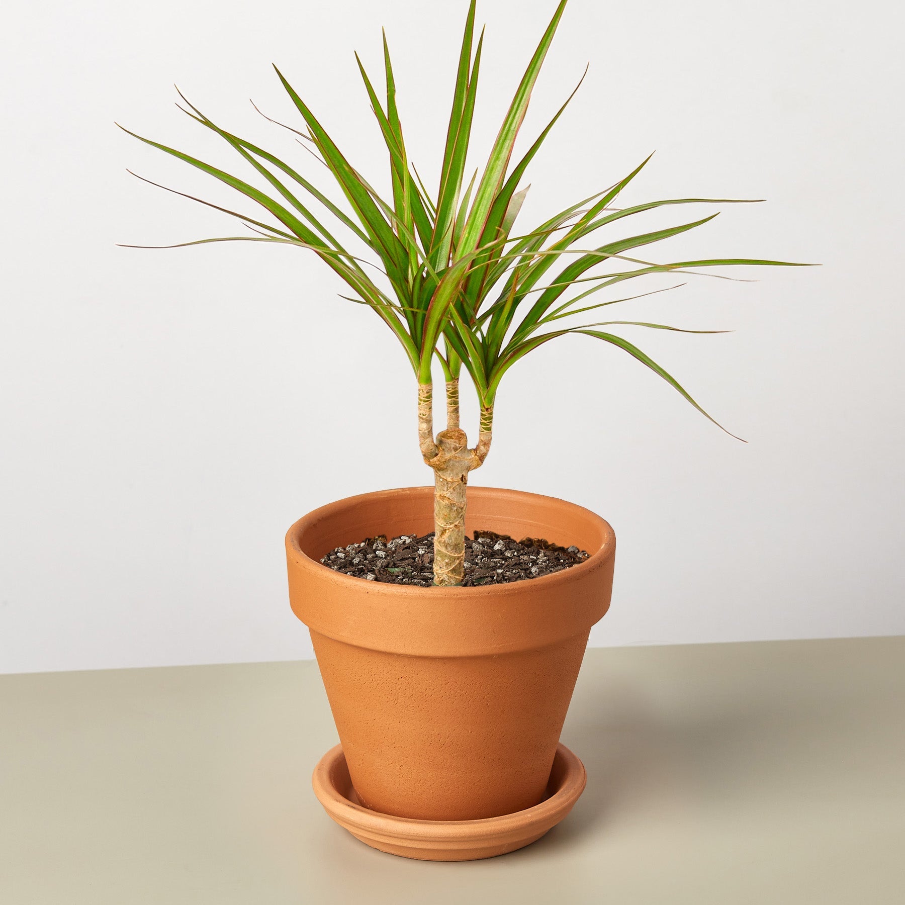 dracaena marginata feuilles tombantes Dracaena 'Marginata Cane' – Rosebud HomeGoods