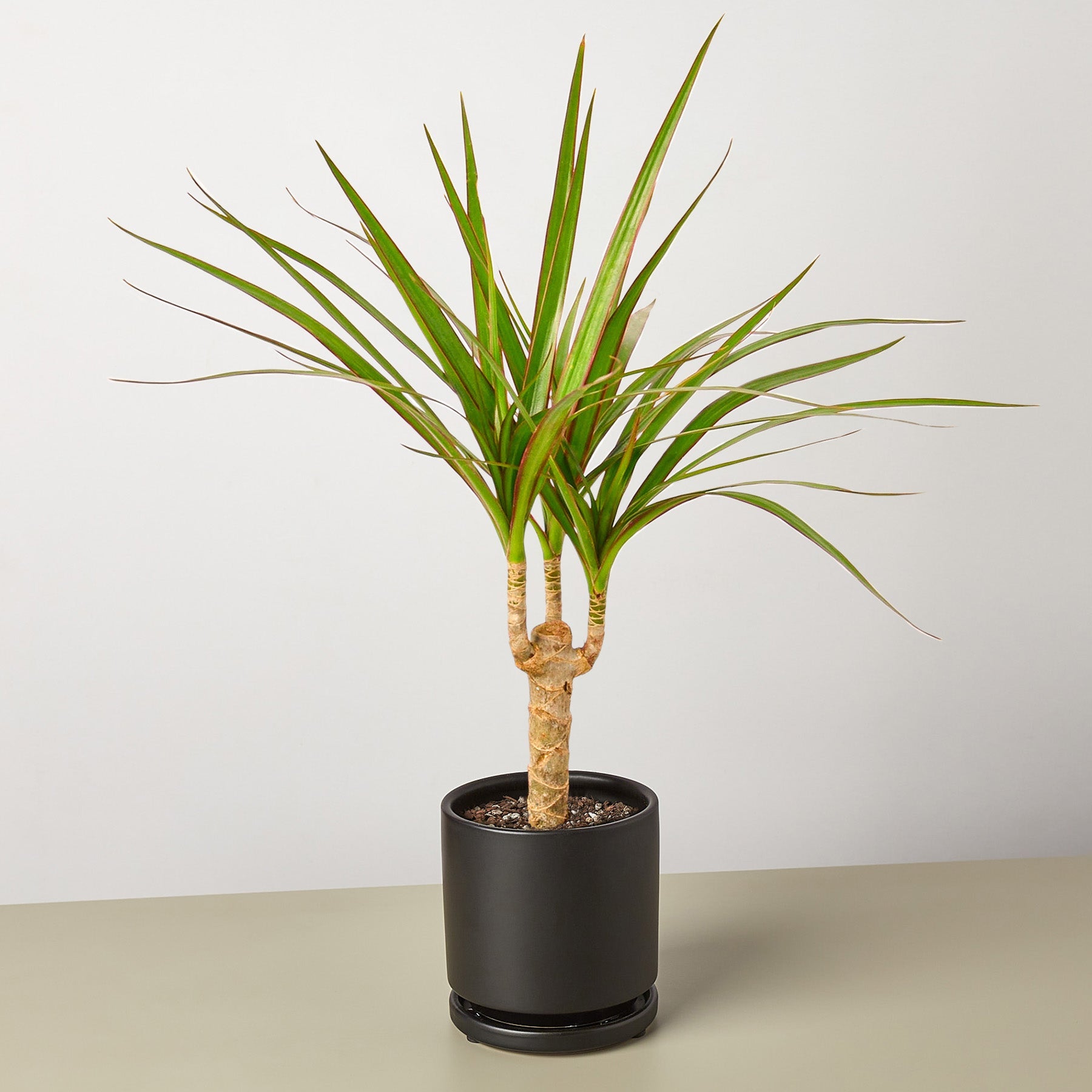 cane dracaena Dracaena 'Marginata Cane' 4" Pot / Nursery Pot