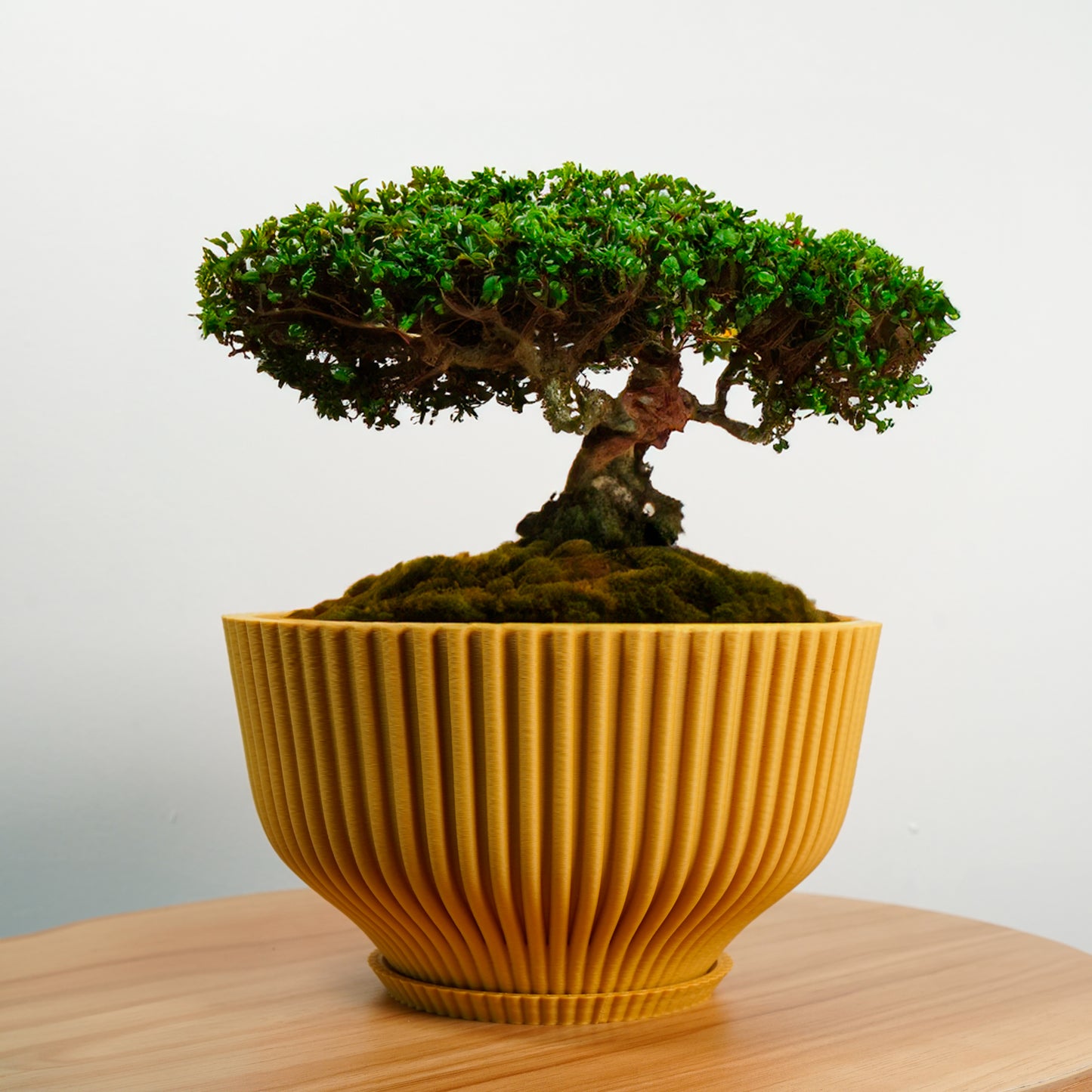 Bonsai Pot with Drainage and Saucer, Succulent Arrangement Planter Pot Unique, Cacti and House Plant Planter, Lightweight Wide Bowl