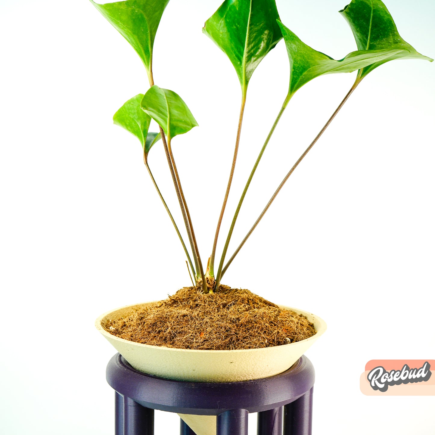 Organic Coconut Coir - Decorative Plant Topper - Growing Medium - Plant Based