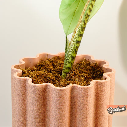 Organic Coconut Coir - Decorative Plant Topper - Growing Medium - Plant Based