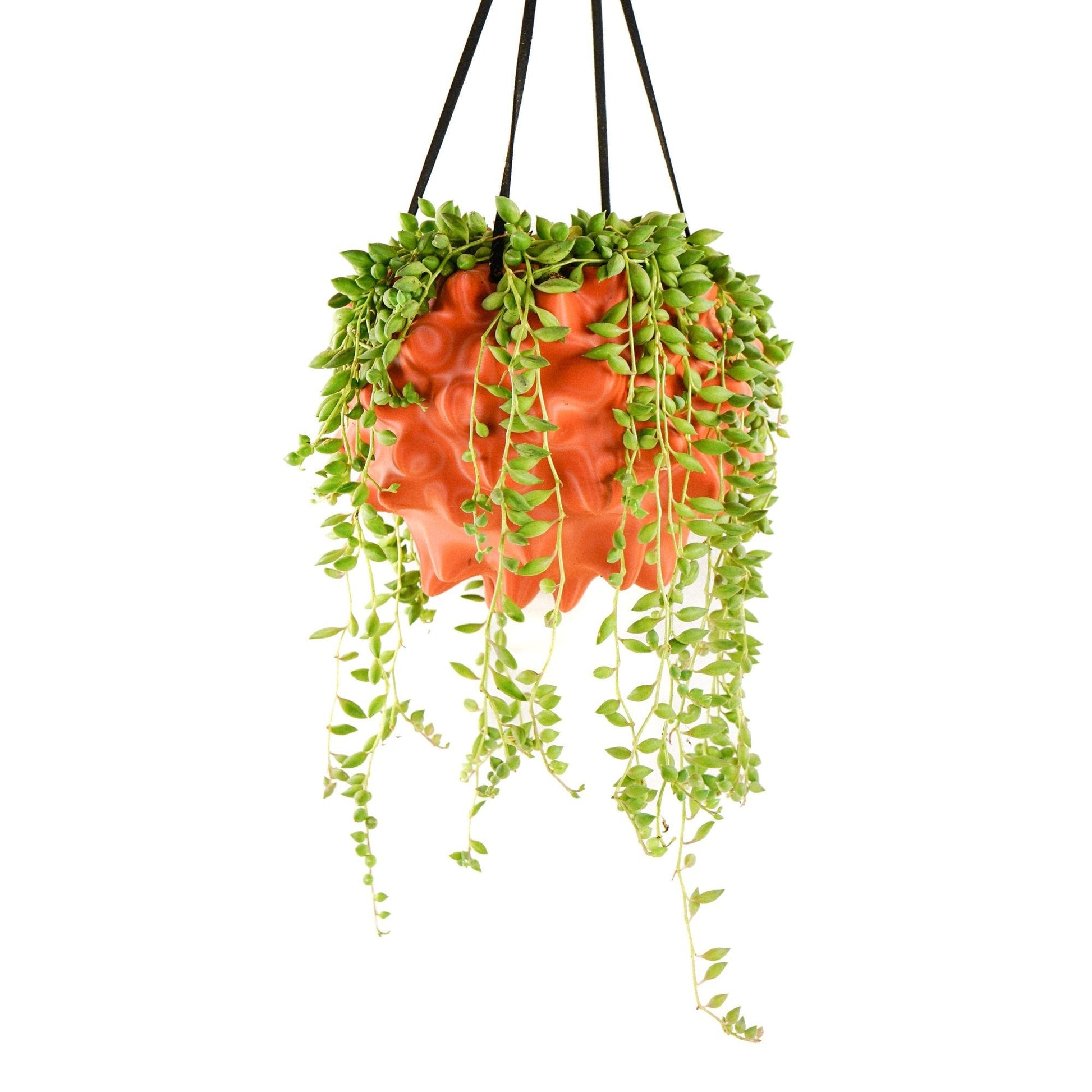 Exotic Orb Hanging Planter - Rosebud HomeGoods Terracotta 5 inch MODERN HOME GOOD