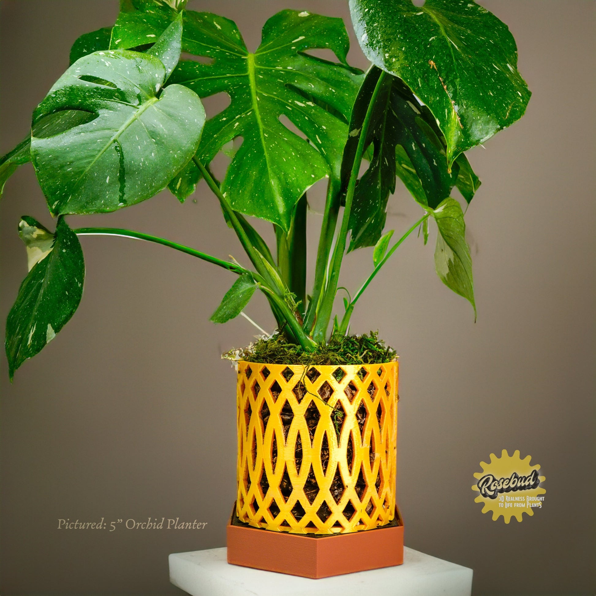 pebble trays for indoor plants Water Humidity Tray for Houseplants and Garden, 3D Printed Planter Accessories, Garden Gifts, Alocasia and Humid Loving Plants, Gifts For – Rosebud HomeGoods