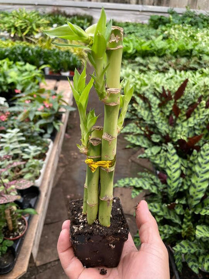 dracaena plant bamboo Dracaena 'Lucky Bamboo' – Rosebud HomeGoods
