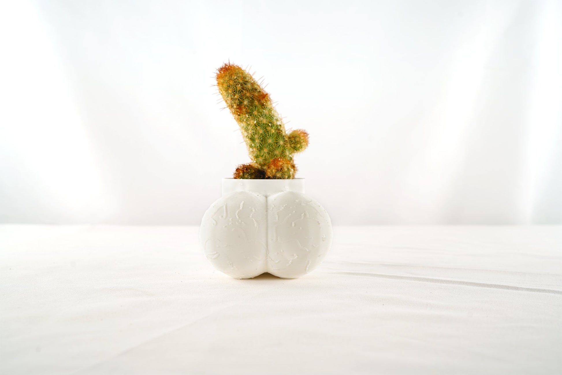 ceramic cactus flower pot Sir Richard Plant Pot With Drainage, Funny Gag Gifts for Cactus Lovers Silver / With Cactus / 4”