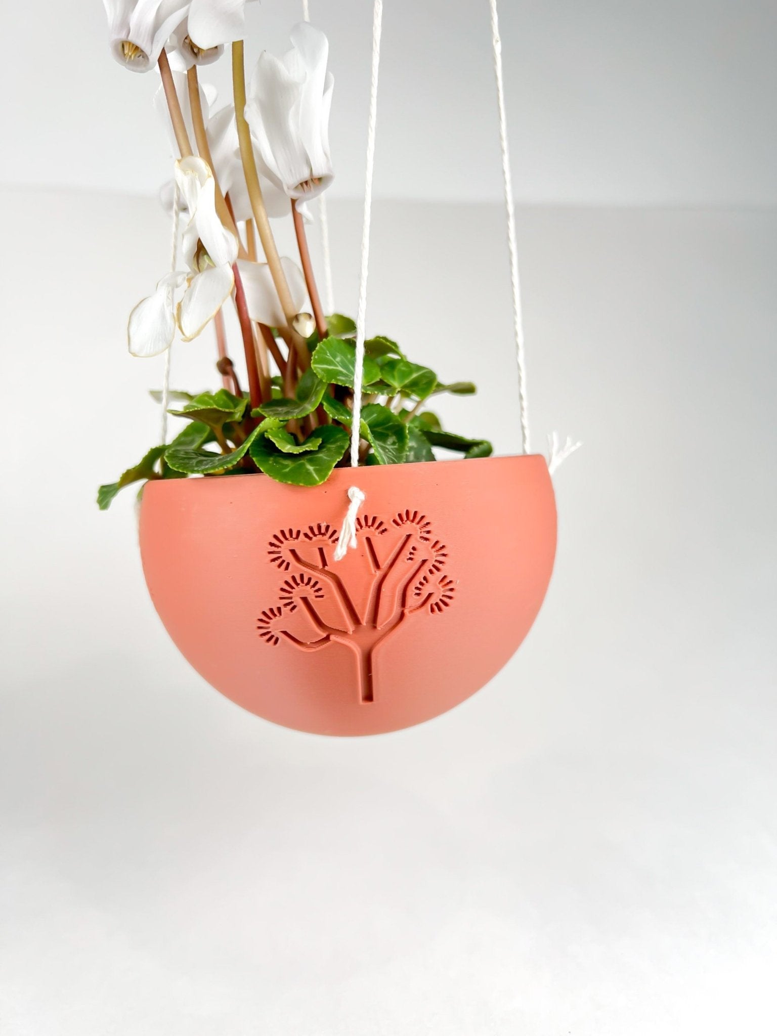 joshua tree indoor plant Hanging Joshua Tree Planter Ombre / 6 Inch