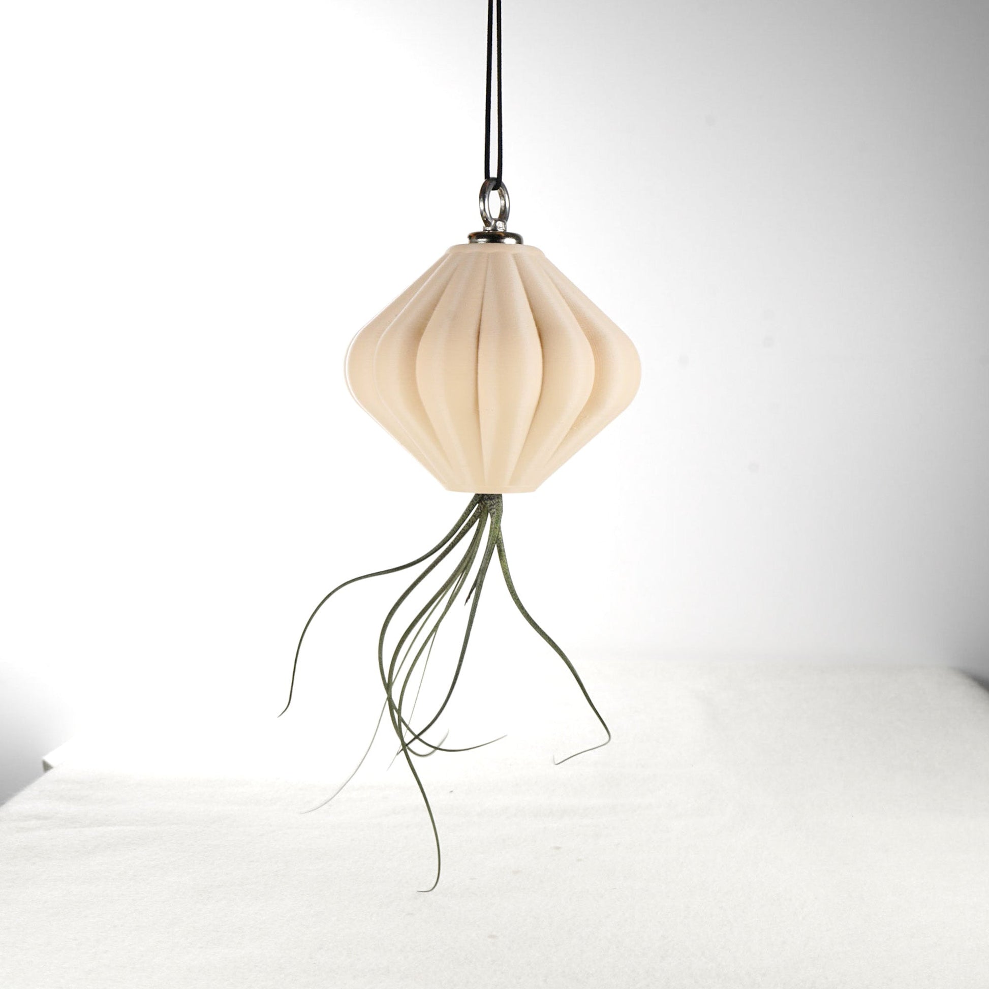 MAGNETIC Air Planter, JellyFish, Air Plant Included - Rosebud HomeGoods Small Beige MODERN HOME GOOD