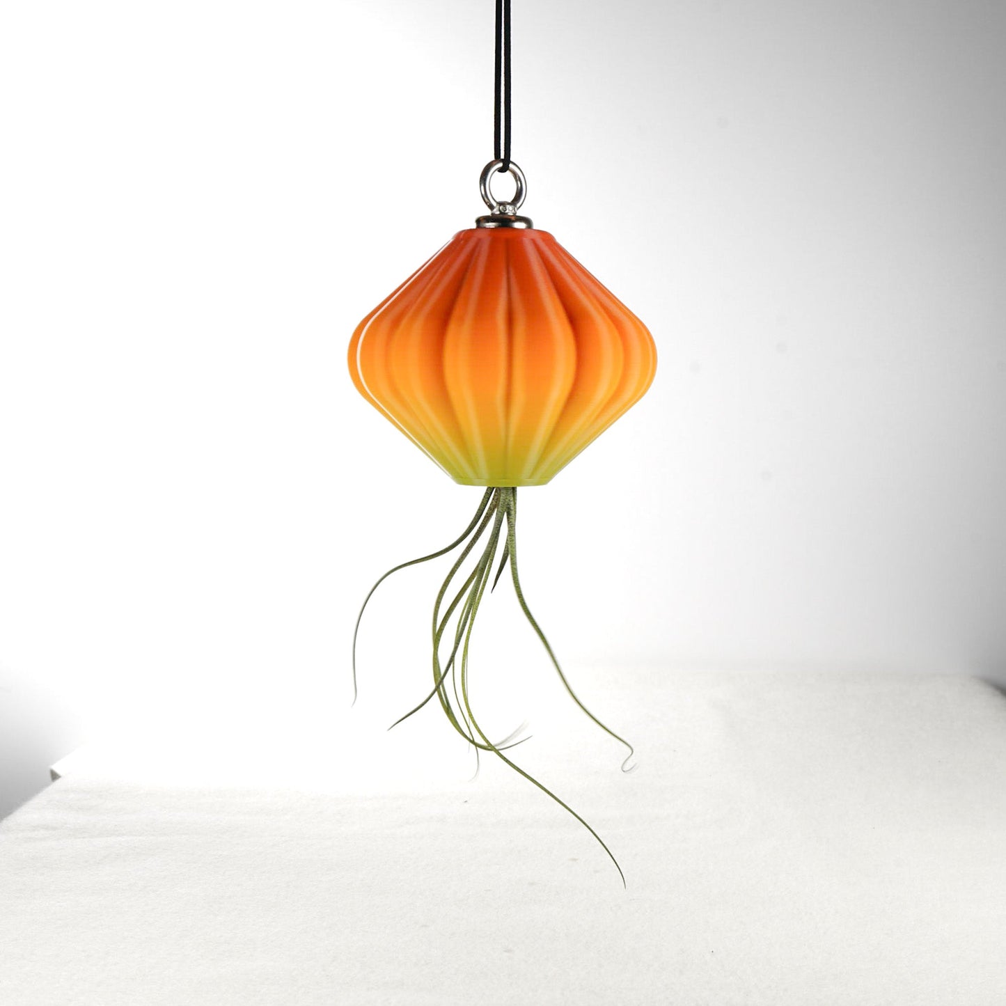MAGNETIC Air Planter, JellyFish, Air Plant Included - Rosebud HomeGoods Small Rainbow MODERN HOME GOOD