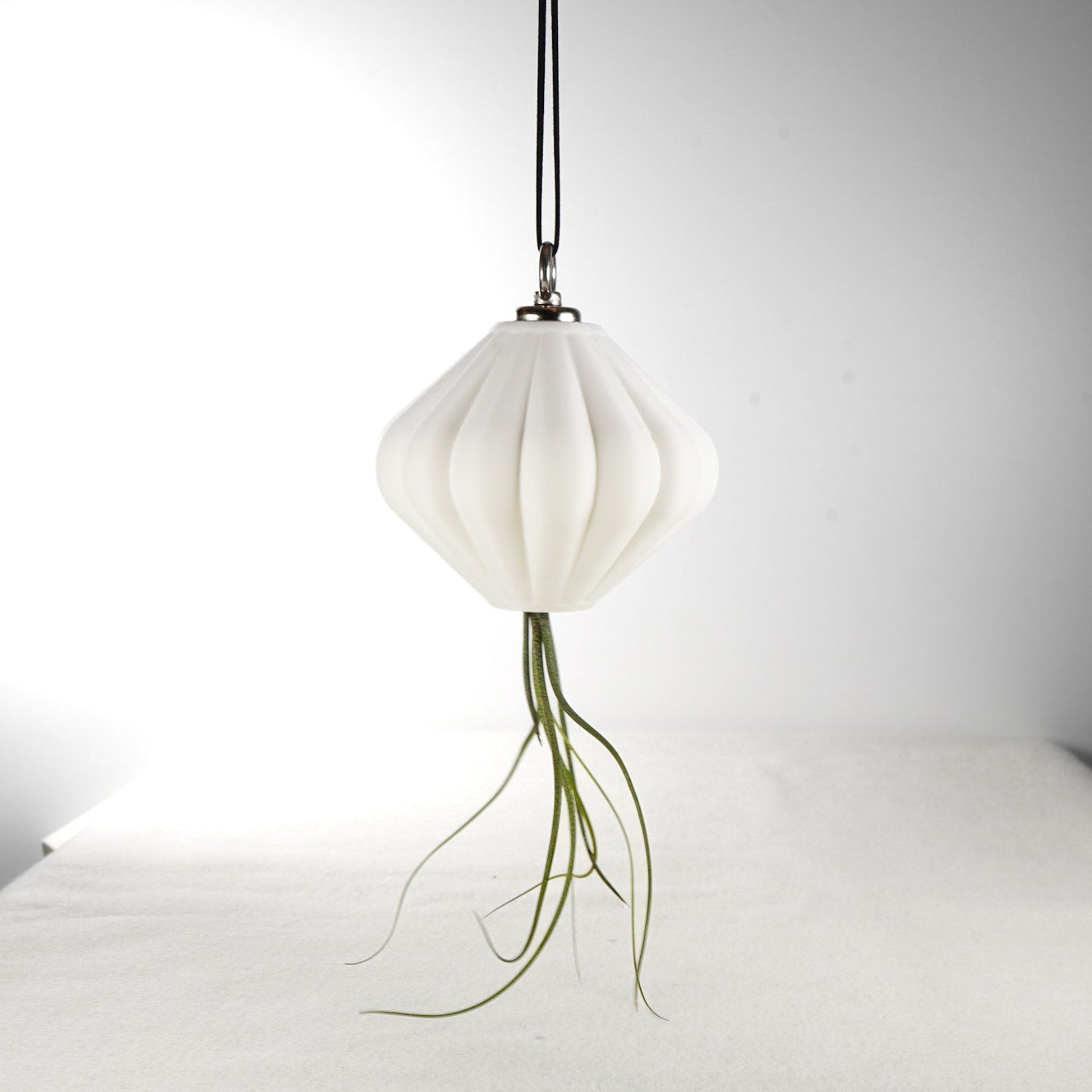 MAGNETIC Air Planter, JellyFish, Air Plant Included - Rosebud HomeGoods Small White MODERN HOME GOOD