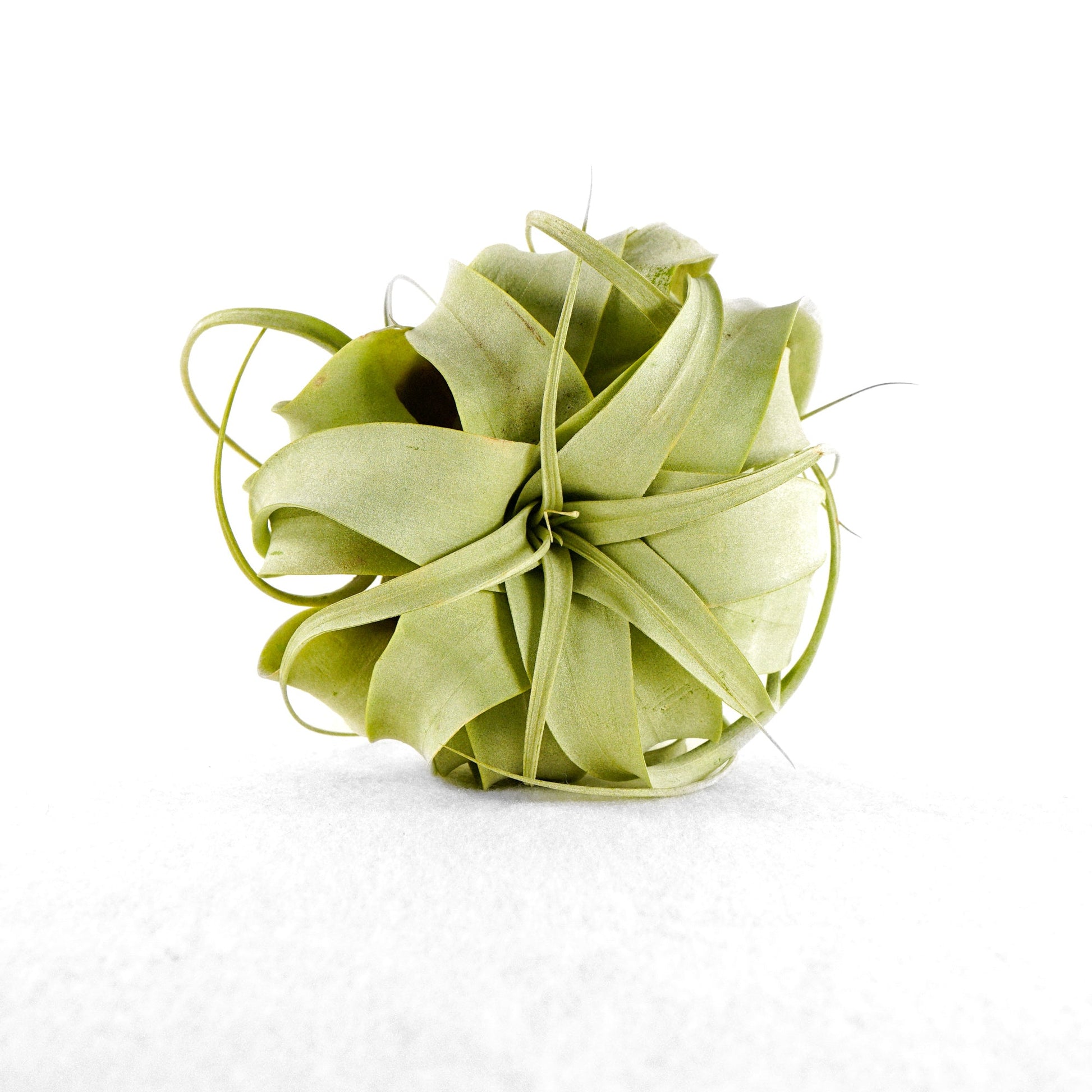 Medium Size Air Plant - Rosebud HomeGoods 1 Air Plants Long Air Plant “Butzii” MODERN HOME GOOD