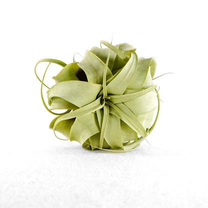 Medium Size Air Plant - Rosebud HomeGoods 1 Air Plants Long Air Plant “Butzii” MODERN HOME GOOD