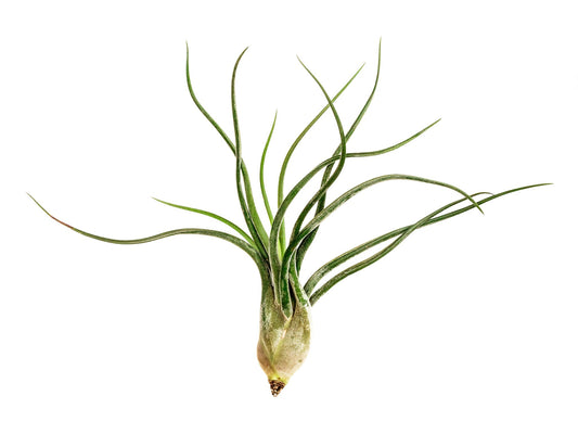 Medium Size Air Plant - Rosebud HomeGoods 1 Air Plants Long Air Plant “Butzii” MODERN HOME GOOD