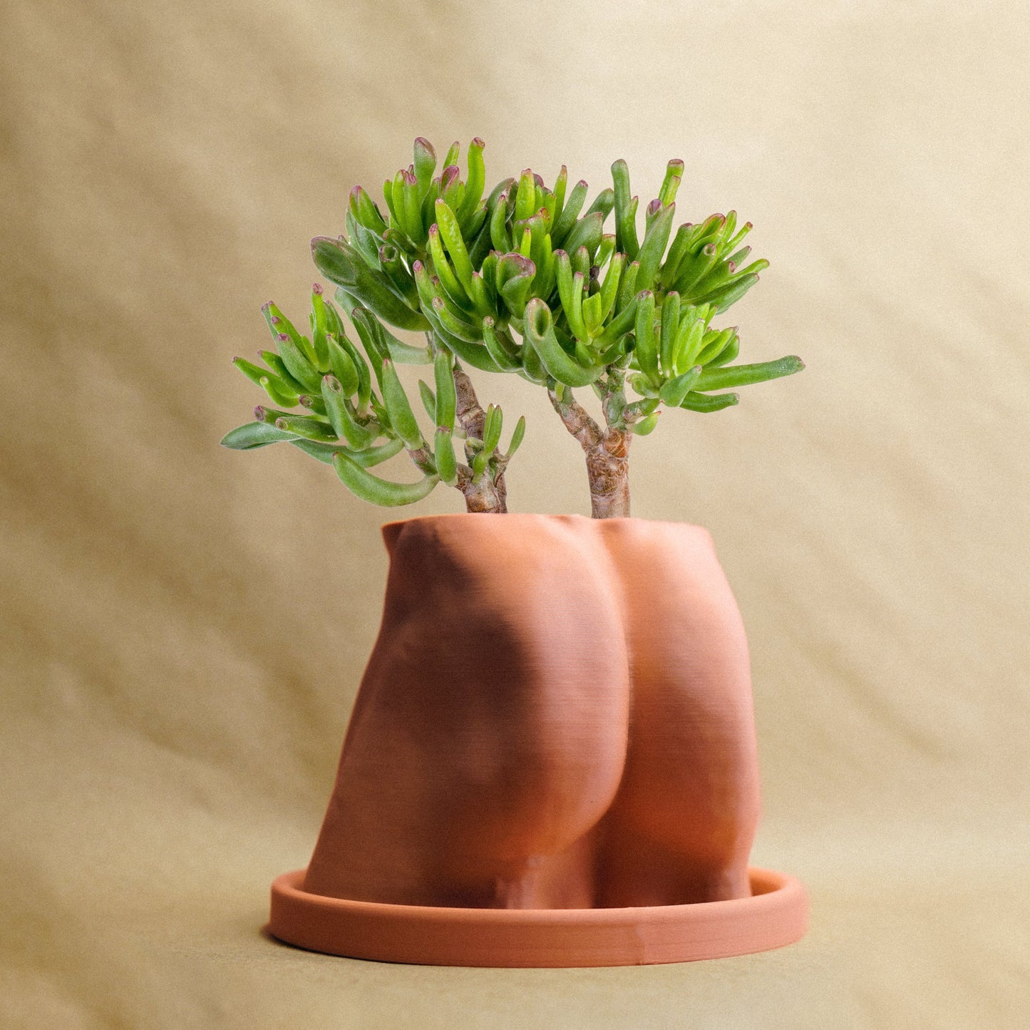Muscle Butt Planter - Rosebud HomeGoods Terracotta With Drip Tray MODERN HOME GOOD