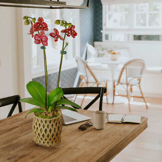 Unique Orchid Pot, Plant Pot with Drainage and Saucer, 3D Printed Planter, Use Leca & Aroid Mixes, Matte Beige, Lightweight, Philodendron "CAPRICIOUS" - Rosebud HomeGoods Black 4 inch Without Drip Tray MODERN HOME GOOD